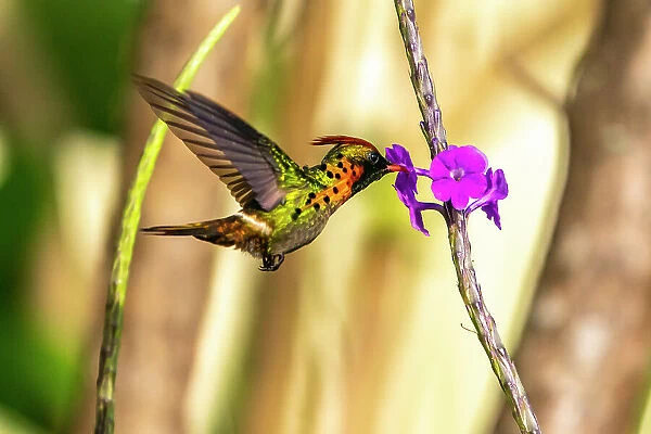 Trinidad. Tufted coquette hummingbird feeding on vervain flower