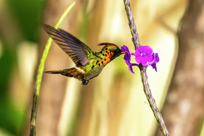 Framed Print : Trinidad. Tufted coquette hummingbird feeding on vervain flower Framed Print : Trinidad. Tufted coquette hummingbird feeding on vervain flower