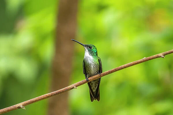Trinidad. White-chested emerald hummingbird on limb