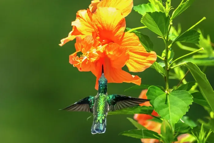 Framed Print : Trinidad. White-necked Jacobin hummingbird feeding on hibiscus flower Framed Print : Trinidad. White-necked Jacobin hummingbird feeding on hibiscus flower