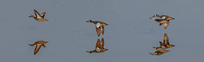Framed Print : A trio of blue-wing teal fly low across water, with their reflection Framed Print : A trio of blue-wing teal fly low across water, with their reflection