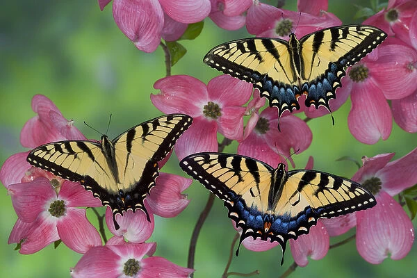 Trio of Eastern Tiger Swallowtail on Pink Dogwood blooms, Papilio glaucus