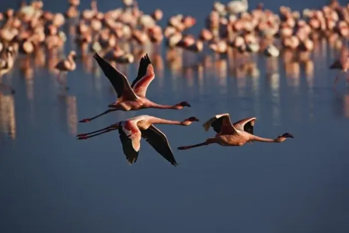 Framed Print : Trio of Lesser Flamingos in flight, Lake Nakuru National Park, Kenya. Phoenicopterus Framed Print : Trio of Lesser Flamingos in flight, Lake Nakuru National Park, Kenya. Phoenicopterus