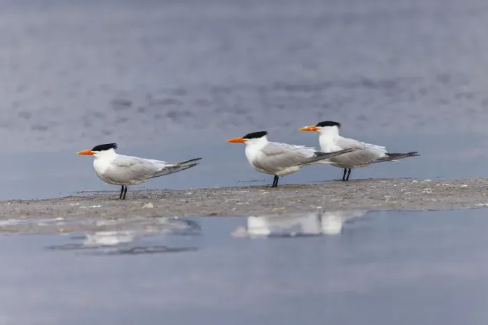 Framed Print : Trio of Royal terns, South Padre Island, Texas