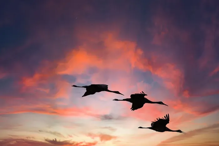 Framed Print : Trio of sandhill cranes settling in for the night