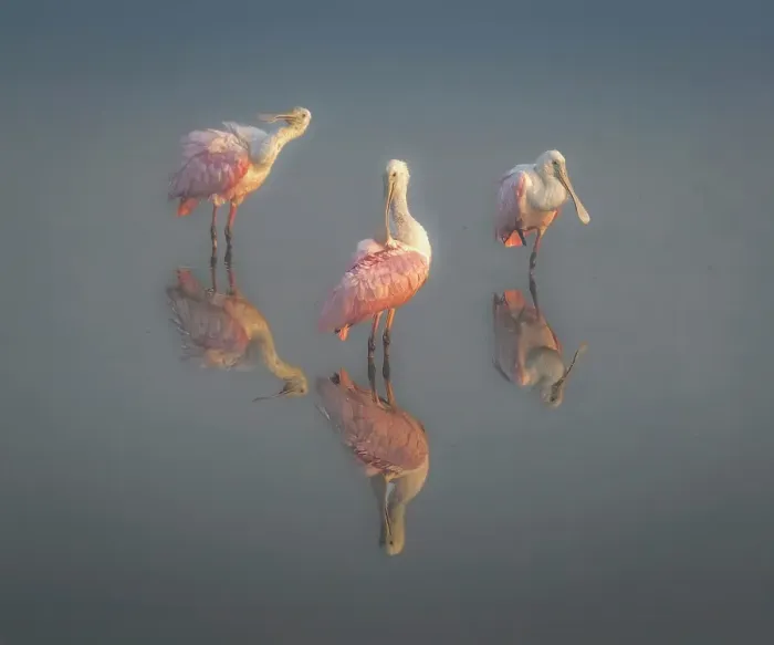 Framed Print : A trio of spoonbills preen in the fogging morning light Framed Print : A trio of spoonbills preen in the fogging morning light