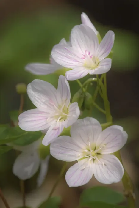 Framed Print : Trio of Spring Beauties, Michigan, Claytonia virginica