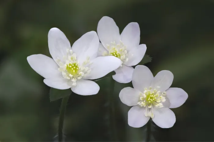 Framed Print : Trio of wood anemone flowers, The Parklands, Louisville, Kentucky Framed Print : Trio of wood anemone flowers, The Parklands, Louisville, Kentucky