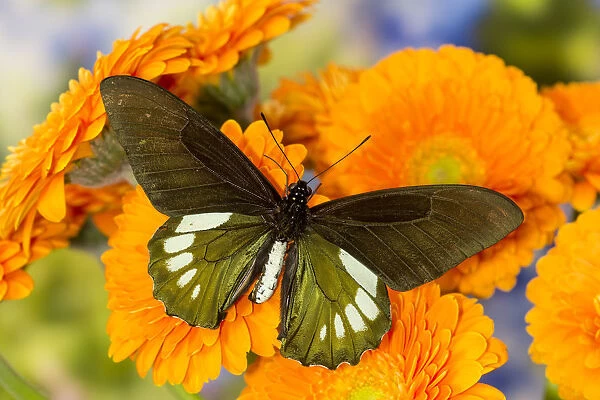 Tropical butterfly, Battus madyes, on orange gerber daisy