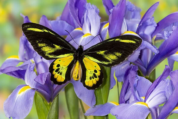 Tropical butterfly, Birdwing, male Ornithoptera rothschildi blue Dutch iris