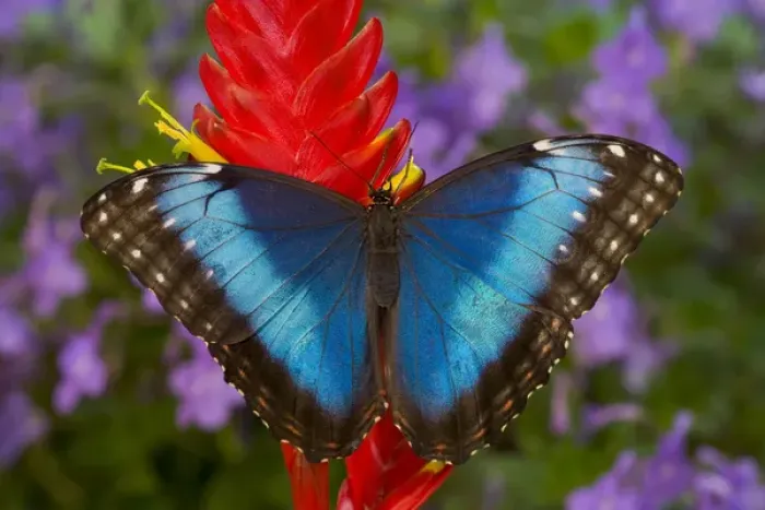 Framed Print : Tropical Butterfly the Blue Morpho, Morpho granadensis on ginger flower Framed Print : Tropical Butterfly the Blue Morpho, Morpho granadensis on ginger flower