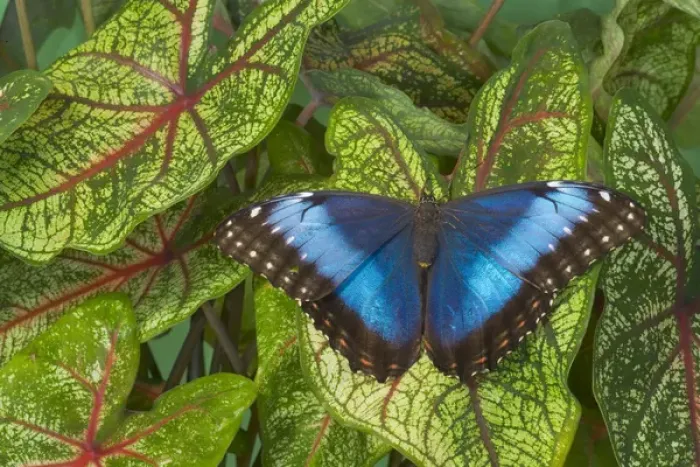 Framed Print : Tropical Butterfly the Blue Morpho, Morpho granadensis on Caladium leaaves Framed Print : Tropical Butterfly the Blue Morpho, Morpho granadensis on Caladium leaaves