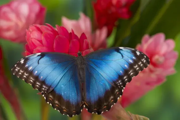 Framed Print : Tropical Butterfly the Blue Morpho, Morpho granadensis on ginger flower Framed Print : Tropical Butterfly the Blue Morpho, Morpho granadensis on ginger flower