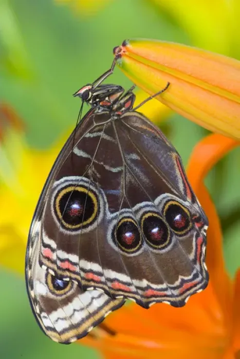 Framed Print : Tropical Butterfly the Blue Morpho, Morpho granadensis with wings closed on lily Framed Print : Tropical Butterfly the Blue Morpho, Morpho granadensis with wings closed on lily