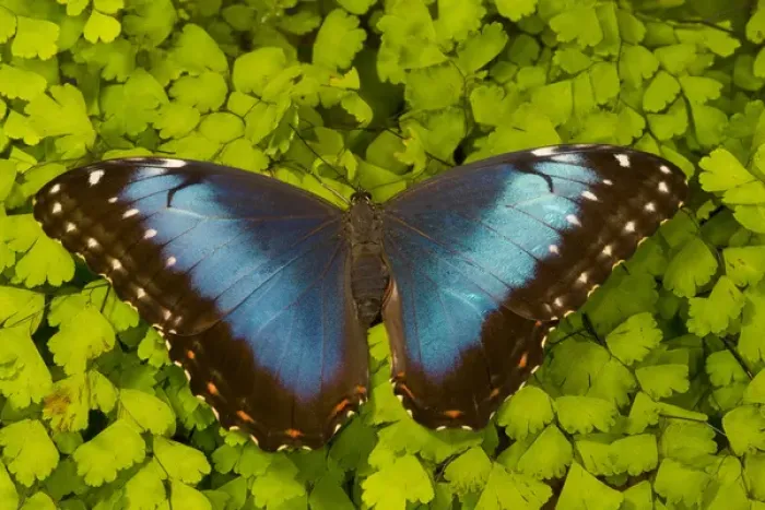 Framed Print : Tropical Butterfly the Blue Morpho, Morpho granadensis, on fern Framed Print : Tropical Butterfly the Blue Morpho, Morpho granadensis, on fern
