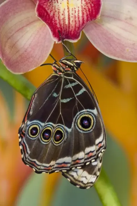 Framed Print : Tropical Butterfly the Blue Morpho, Morpho peleides wings closed hanging on Orchid