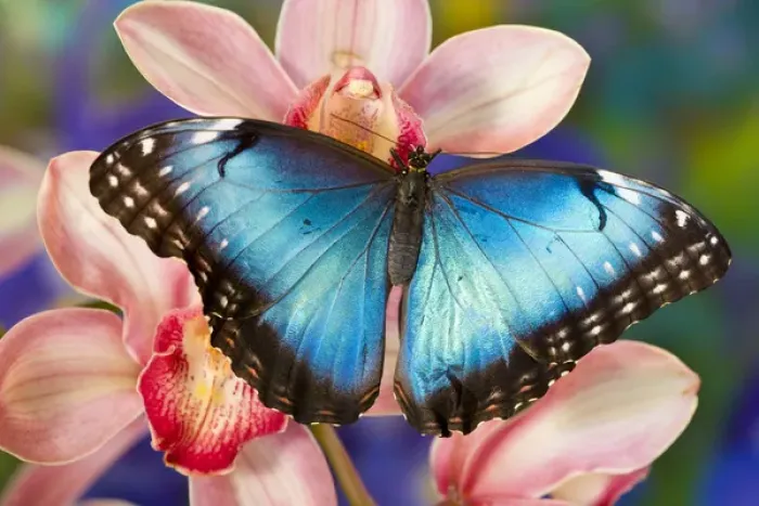 Framed Print : Tropical Butterfly the Blue Morpho, Morpho pileides, open winged on tropical orchid Framed Print : Tropical Butterfly the Blue Morpho, Morpho pileides, open winged on tropical orchid