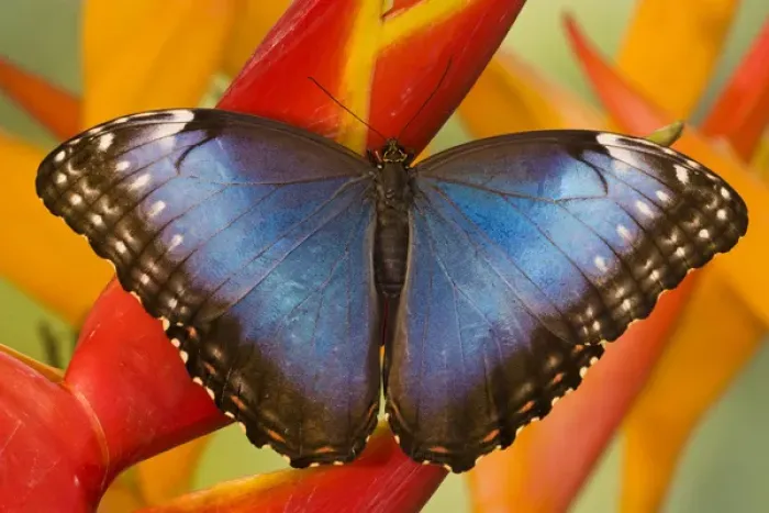 Framed Print : Tropical Butterfly the Blue Morpho, Morpho peleides on Heliconia Framed Print : Tropical Butterfly the Blue Morpho, Morpho peleides on Heliconia