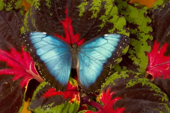 Framed Print : Tropical Butterfly the Blue Morpho, Morpho peleides, open winged on Coleus Plant Framed Print : Tropical Butterfly the Blue Morpho, Morpho peleides, open winged on Coleus Plant
