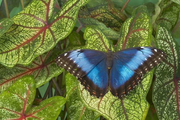 Tropical Butterfly the Blue Morpho, Morpho granadensis on Caladium leaaves