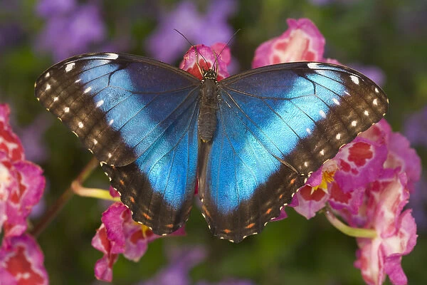 Tropical Butterfly the Blue Morpho, Morpho granadensis on pink orchid