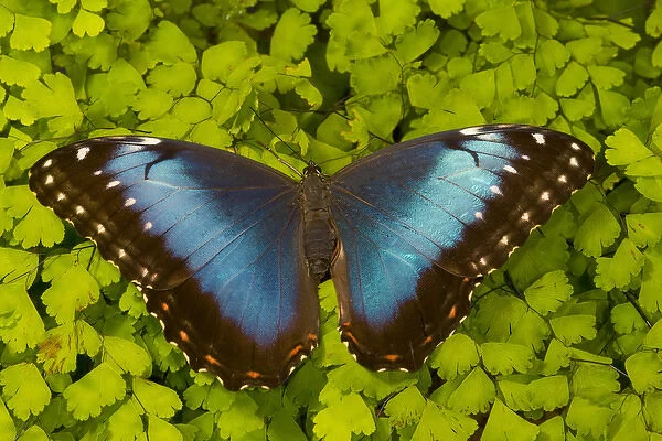 Tropical Butterfly the Blue Morpho, Morpho granadensis, on fern