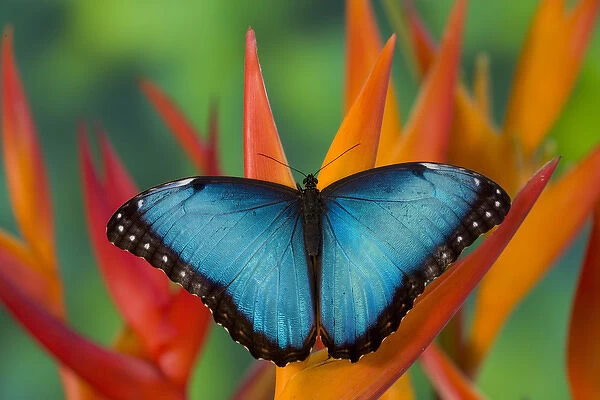 Tropical Butterfly the Blue Morpho, Morpho granadensis, on orange Heliconia Flowers