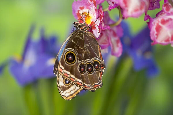 Tropical Butterfly the Blue Morpho, Morpho granadensis, wings closed on orchid