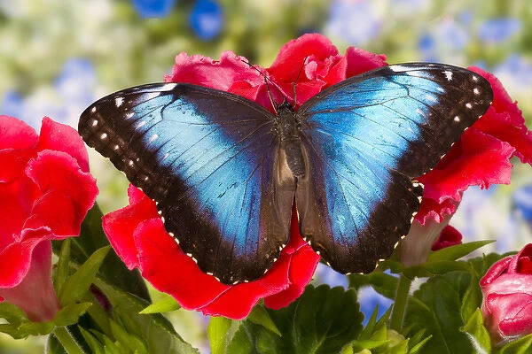 Tropical Butterfly the Blue Morpho, Morpho peleides