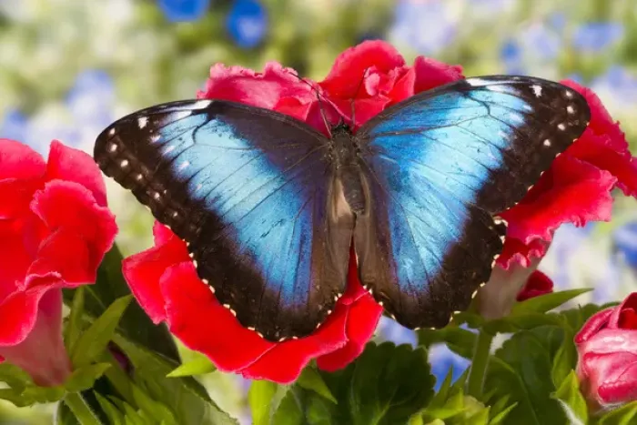 Framed Print : Tropical Butterfly the Blue Morpho, Morpho peleides Framed Print : Tropical Butterfly the Blue Morpho, Morpho peleides