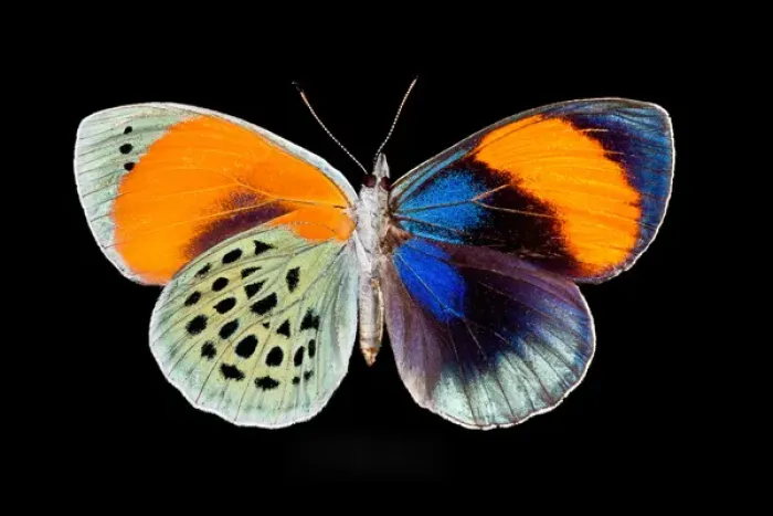 Framed Print : Tropical Butterfly Callithea sapphira, female wing comparison top and bottom Framed Print : Tropical Butterfly Callithea sapphira, female wing comparison top and bottom