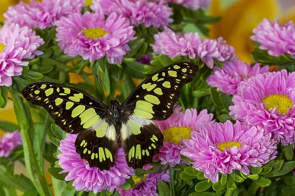 Tropical butterfly, Graphium tynderacus, on pink mums