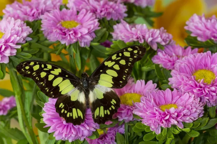 Framed Print : Tropical butterfly, Graphium tynderacus, on pink mums Framed Print : Tropical butterfly, Graphium tynderacus, on pink mums