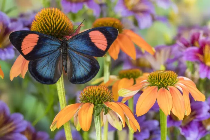 Framed Print : Tropical butterfly, hypochlora, wings out on orange coneflowers Framed Print : Tropical butterfly, hypochlora, wings out on orange coneflowers