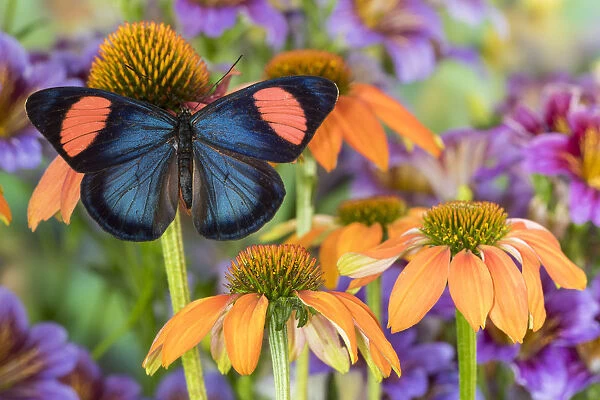 Tropical butterfly, hypochlora, wings out on orange coneflowers