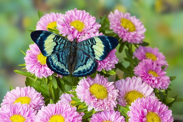 Tropical butterfly, Panacea procilla, on pink mums
