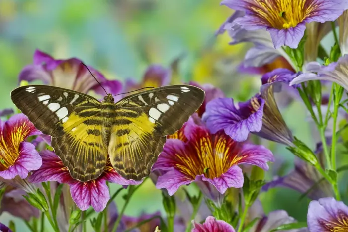 Framed Print : Tropical butterfly (Parthenos sylvia philippinensis) on painted tongue flowers Framed Print : Tropical butterfly (Parthenos sylvia philippinensis) on painted tongue flowers