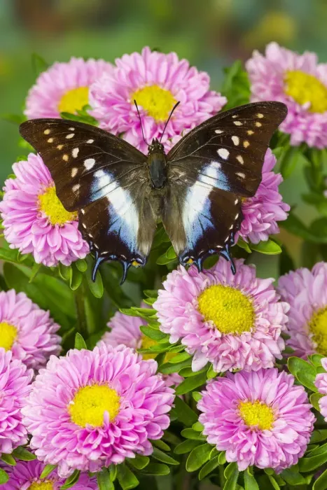 Framed Print : Tropical butterfly, Polyura cognatus, on pink flowering mums