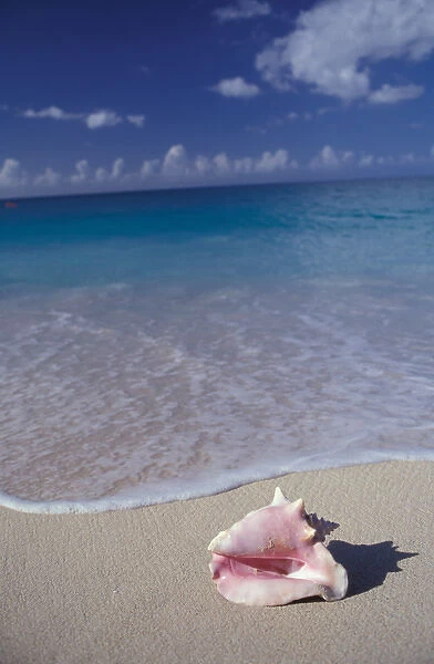 Tropical Caribbean, Grenada, Grand Anse Beach. Conch shell at surfs edge