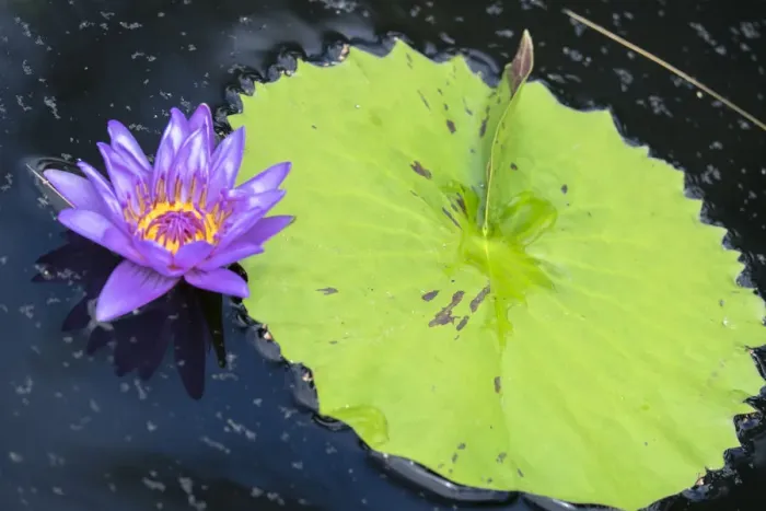 Framed Print : Tropical Day-flowering Waterlily, USA