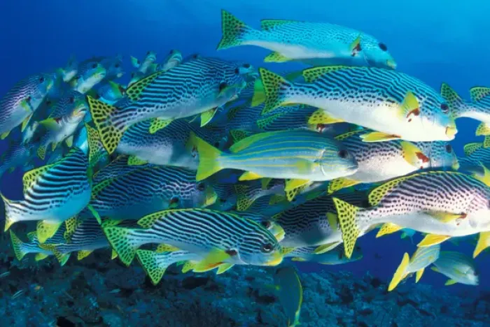 Framed Print : Tropical Fish underwater