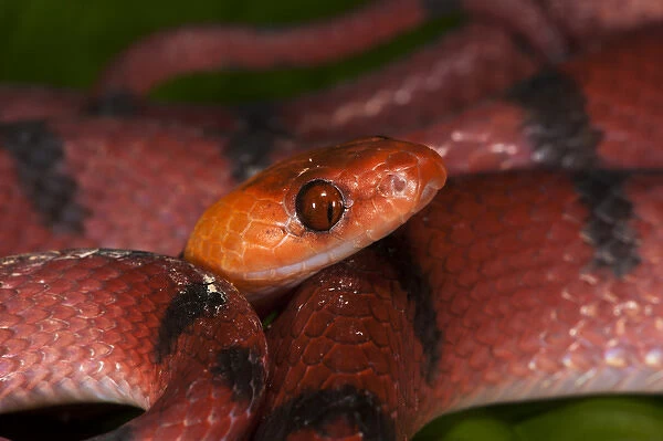 Tropical Flat Snake (Siphlophis compressus), Yasuni National Park, Amazon Rainforest, ECUADOR
