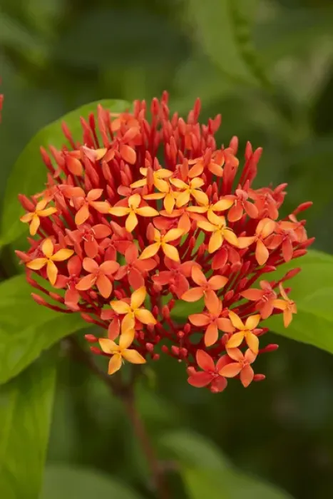 Framed Print : Tropical flower, Coral Coast, Viti Levu, Fiji, South Pacific Framed Print : Tropical flower, Coral Coast, Viti Levu, Fiji, South Pacific