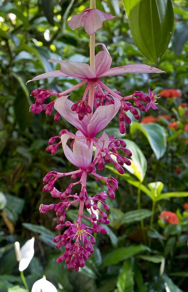 Tropical flower in Hawaii Botanical Garden, Big Island, Hawaii