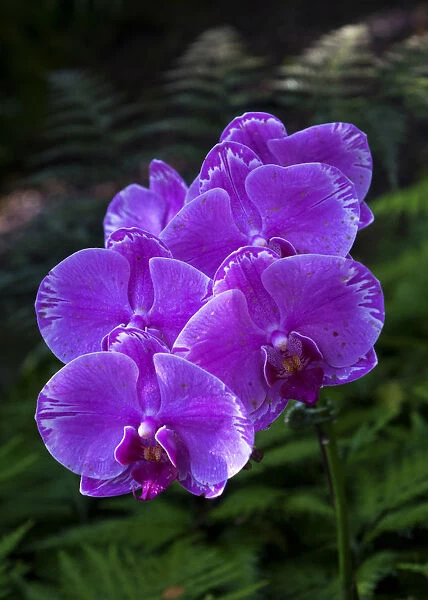 Tropical flower in Hawaii Botanical Garden, Big Island, Hawaii, orchid