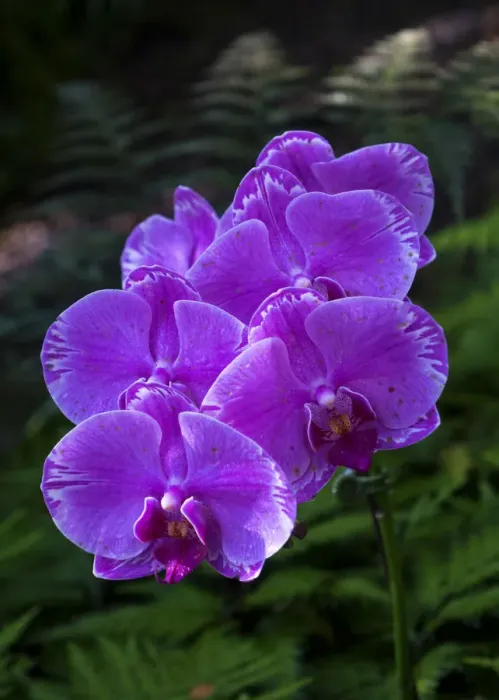 Framed Print : Tropical flower in Hawaii Botanical Garden, Big Island, Hawaii, orchid Framed Print : Tropical flower in Hawaii Botanical Garden, Big Island, Hawaii, orchid
