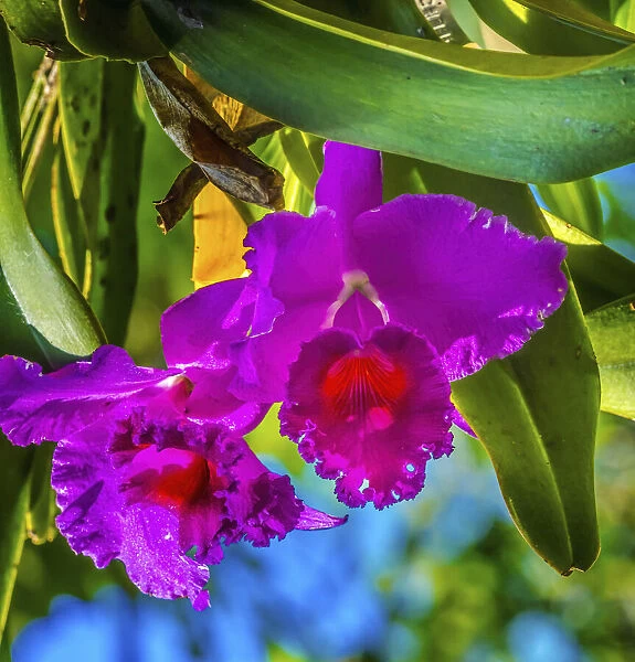 Tropical flowers, Florida
