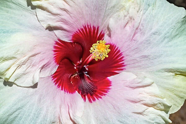 Tropical Hibiscus flower, Moorea, Tahiti