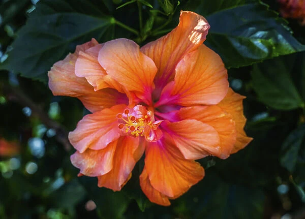 Tropical hibiscus flowers, Florida. Tropical hibiscus has many varieties