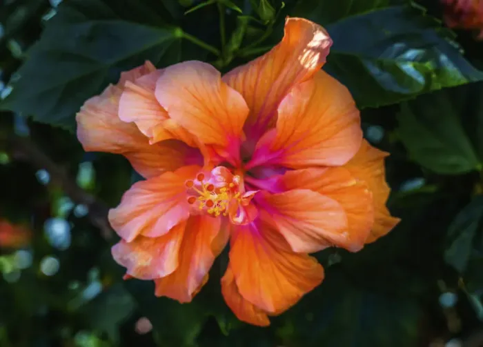 Framed Print : Tropical hibiscus flowers, Florida. Tropical hibiscus has many varieties Framed Print : Tropical hibiscus flowers, Florida. Tropical hibiscus has many varieties